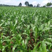 Tanga Initiative pic farming