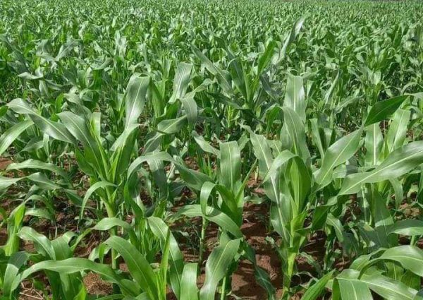 Empowering Women Through Sustainable Agriculture