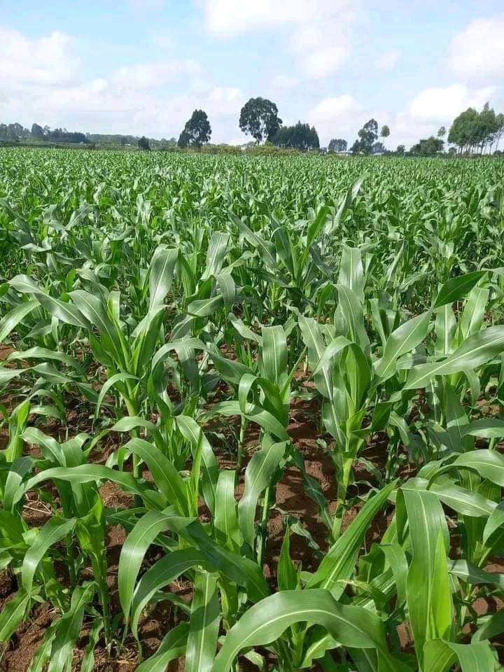 Tanga Initiative pic farming