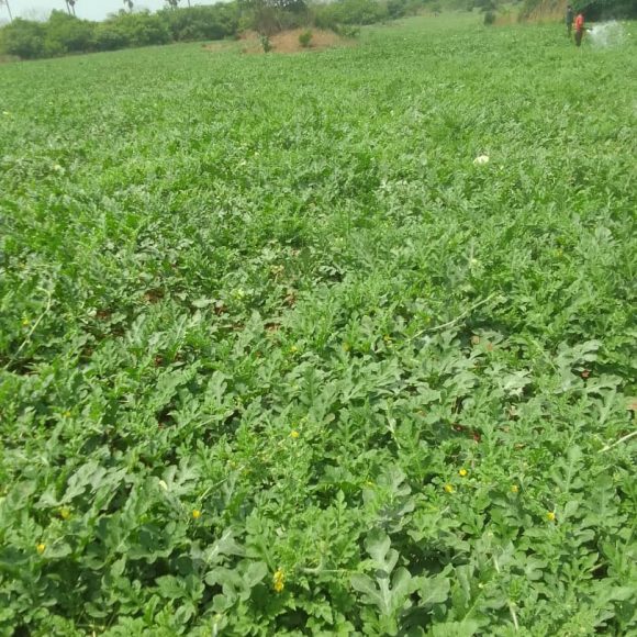 Smart Farming